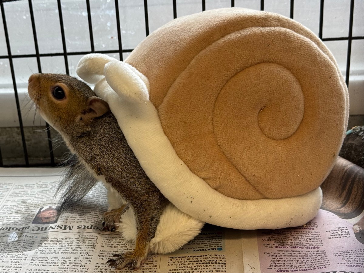 Snail squirrel